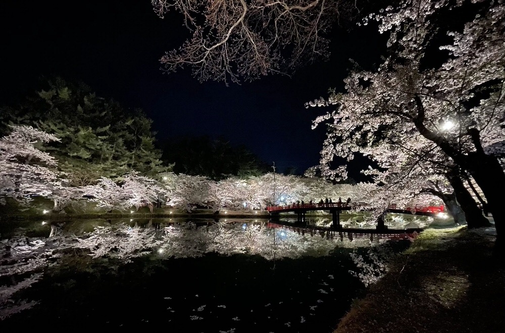 Sakura light up Hirosaki